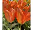 Tulipa - Orange Emperor / 10ks v balení
