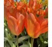 Tulipa - Orange Emperor / 10ks v balení