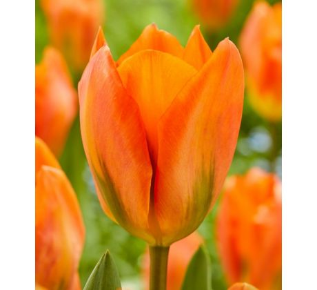 Tulipa - Orange Emperor / 10ks v balení