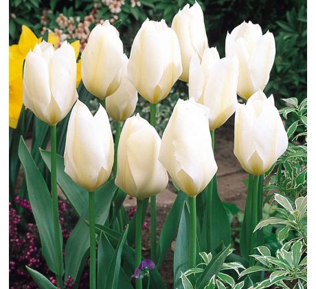 Tulipa - Purissima / 10ks v balení