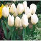 Tulipa - Purissima / 7ks v balení