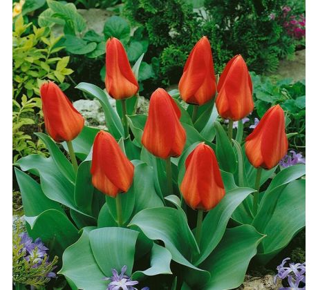 Tulipa  - Princeps / 10ks v balení