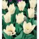 Tulipa - Concerto / 7ks v balení