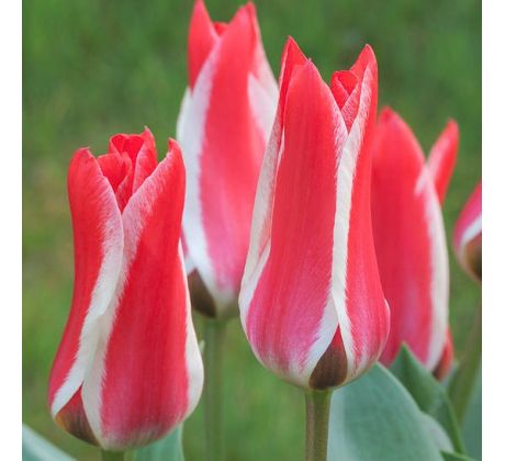 Tulipa - Pinocchio / 10ks v balení