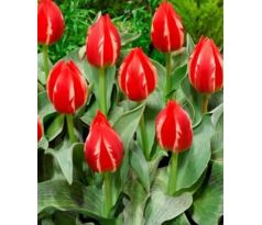 Tulipa - Friendly Fire