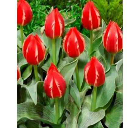 Tulipa - Friendly Fire