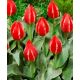 Tulipa - Friendly Fire / 10ks v balení