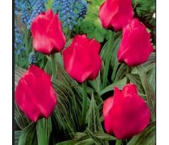Tulipa Greigii - Oratorio