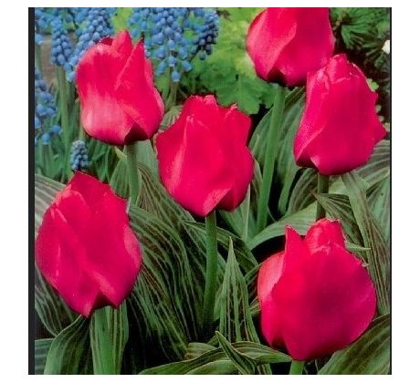 Tulipa Greigii - Oratorio