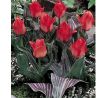 Tulipa Greigii - Oratorio