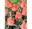 Tulipa Greigii - Oratorio