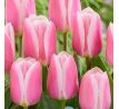 Tulipa - Mandy´s Choice