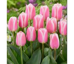 Tulipa - Mandy´s Choice