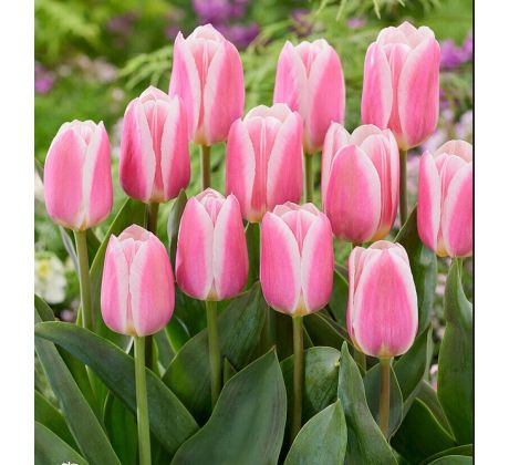 Tulipa - Mandy´s Choice