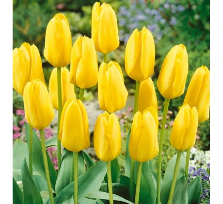 Tulipa - Candela