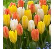 Tulipa - Candela