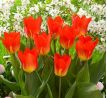 Tulipa - Oracle