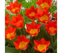 Tulipa - Oracle