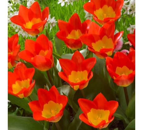 Tulipa - Oracle