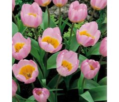 Tulipa Botanical - Bakeri Lilac Wonder / 10ks v balení