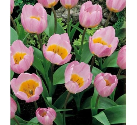 Tulipa Botanical - Bakeri Lilac Wonder / 10ks v balení