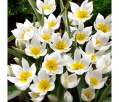 Tulipa - Polychroma / 10ks v balení