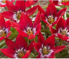 Tulipa Botanical - Tiny Timo
