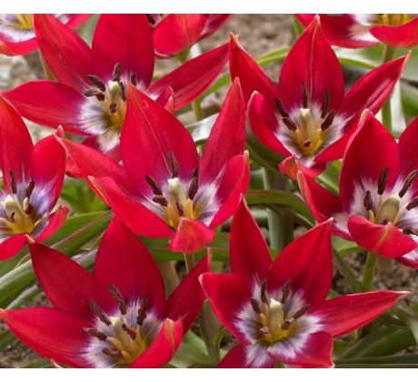 Tulipa Botanical - Tiny Timo