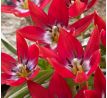 Tulipa Botanical - Tiny Timo