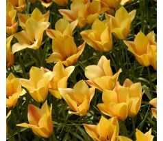 Tulipa Botanical - Batalinii Bronz Charme / 10ks v balení