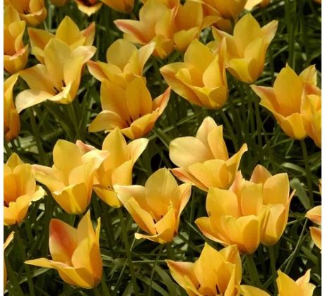 Tulipa Botanical - Batalinii Bronz Charme / 10ks v balení