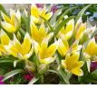 Tulipa Botanical - Tarda / 10ks v balení