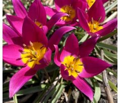 Tulipa Botanical - Humilis Violacea / 10ks v balení