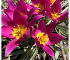 Tulipa Botanical - Humilis Violacea / 10ks v balení