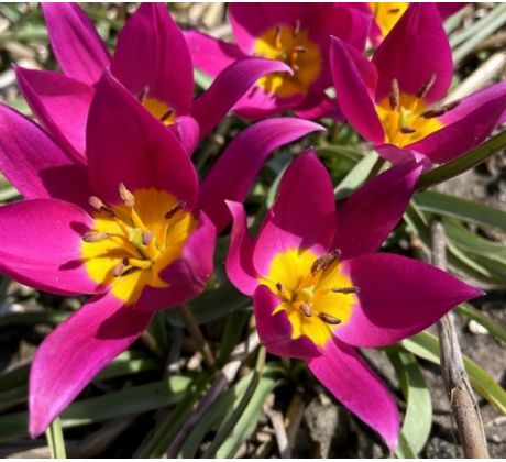 Tulipa Botanical - Humilis Violacea / 10ks v balení