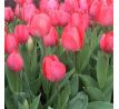 Tulipa - Van Eijk