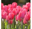 Tulipa - Van Eijk