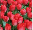 Tulipa - Van Eijk