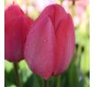 Tulipa - Van Eijk