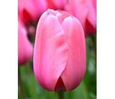 Tulipa - Pink Impression