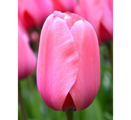 Tulipa - Pink Impression