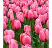 Tulipa - Pink Impression
