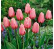 Tulipa - Pink Impression