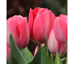 Tulipa - Van Eijk