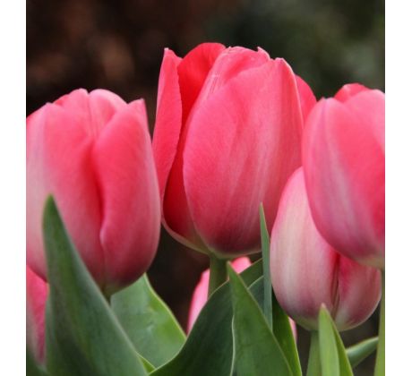 Tulipa - Van Eijk
