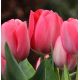 Tulipa - Van Eijk