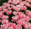 Tulipa - Foxtrot