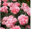Tulipa - Foxtrot