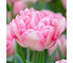 Tulipa - Foxtrot