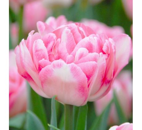 Tulipa - Foxtrot